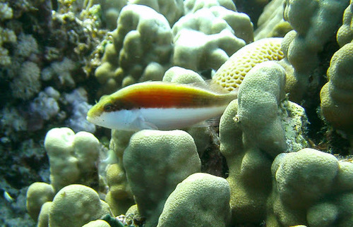 Freckled Hawkfish — seen at this dive site