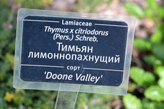 Thymus × citriodorus