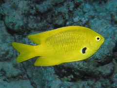 Sulphur Damsel photo 3