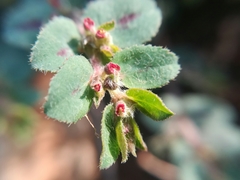 Euphorbia velleriflora