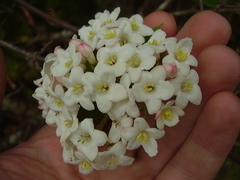 Viburnum × burkwoodii