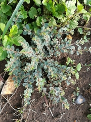 Euphorbia velleriflora