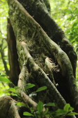 Plinia cauliflora