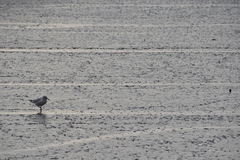 Chroicocephalus ridibundus