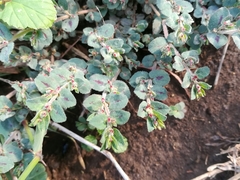 Euphorbia velleriflora
