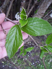 Viburnum × burkwoodii