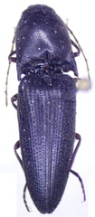 Diplostethus setosus