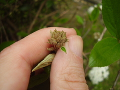 Viburnum × burkwoodii