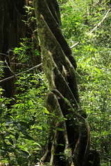 Plinia cauliflora