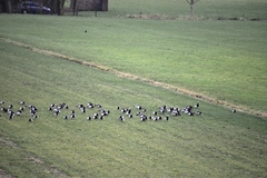 Branta leucopsis