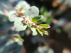 Euphorbia velleriflora