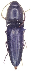Diplostethus setosus