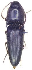 Diplostethus setosus