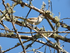 Rhynchospiza strigiceps