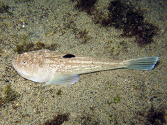 Uranoscopus scaber