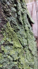 Physciella chloantha