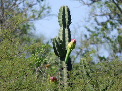 Cereus stenogonus
