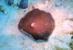 Amplexidiscus fenestrafer