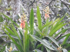 Aechmea tillandsioides