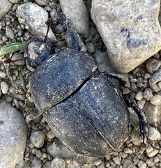 Sericotrupes niger