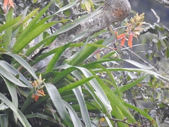 Aechmea tillandsioides