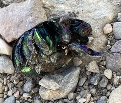 Sericotrupes niger