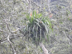 Aechmea tillandsioides