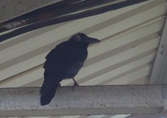 Corvus splendens