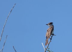 Xenopsaris albinucha