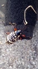 Heilipodus erythropus
