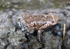 Uperodon taprobanicus