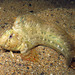 Rusty Blenny - Photo (c) Sylvain Le Bris, some rights reserved (CC BY-NC), uploaded by Sylvain Le Bris