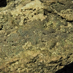 Placopyrenium fuscellum