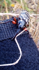 Heilipodus erythropus