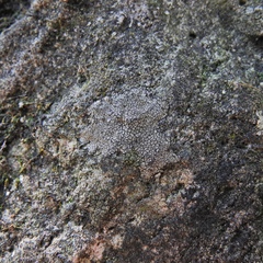 Placopyrenium fuscellum
