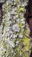 Physcia stellaris