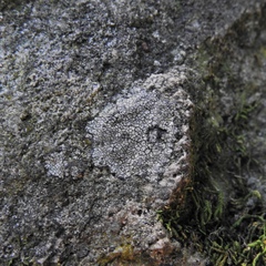 Placopyrenium fuscellum