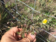 Aspalathus opaca opaca