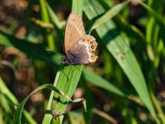 Coenonympha hero