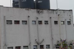 Columba livia domestica