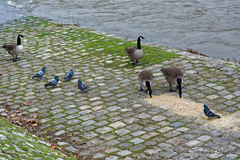 Branta canadensis