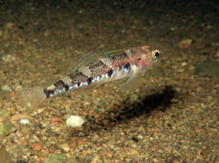 Deltentosteus collonianus