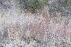 Eriogonum viridescens