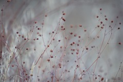Eriogonum viridescens