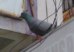Columba livia domestica