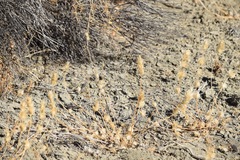 Acanthomintha obovata cordata