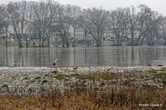 Ardea cinerea