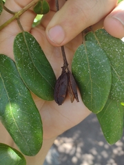 Qualea