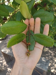Qualea