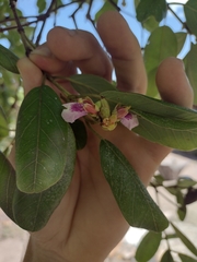 Qualea